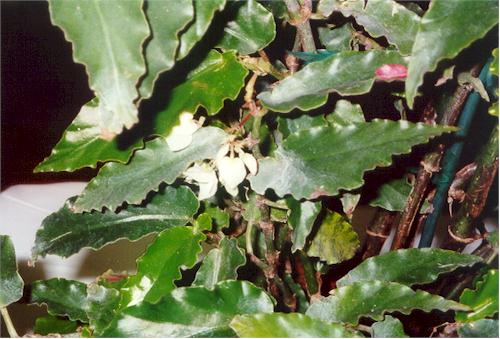 B. ‘Joy Porter’